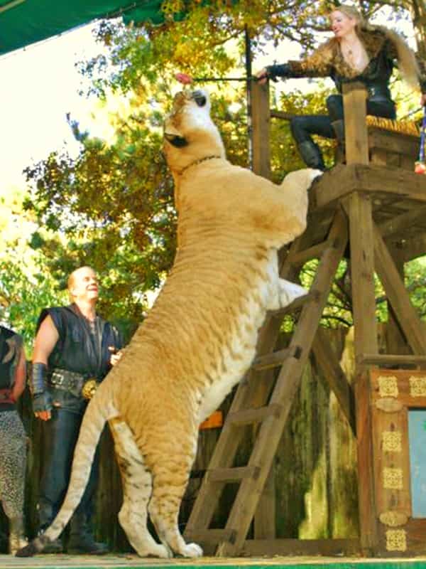 Ligers are the largest hybrids in the big cat family