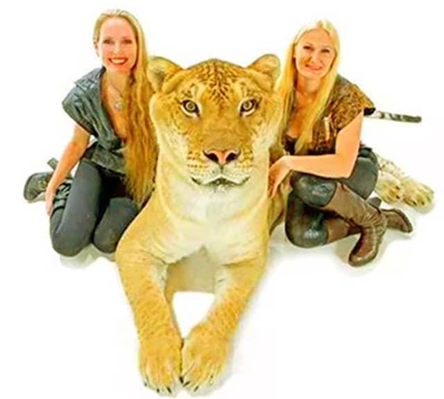 Ligers have mild personality.