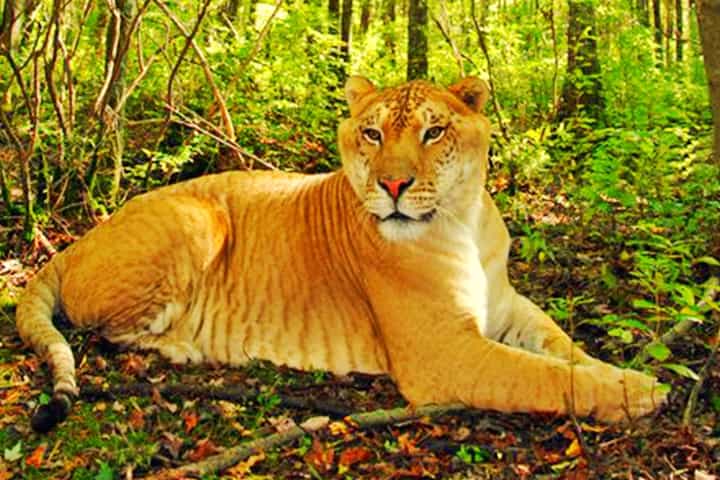Ligers outgrow lions and tigers.