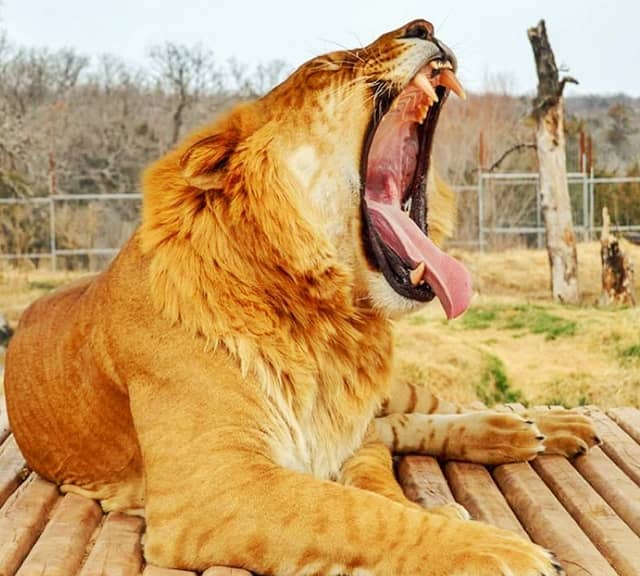 Ligers roar like lions