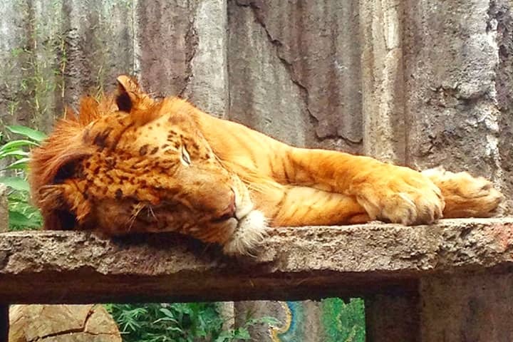 Ligers sleep for more than 20 hours per day.