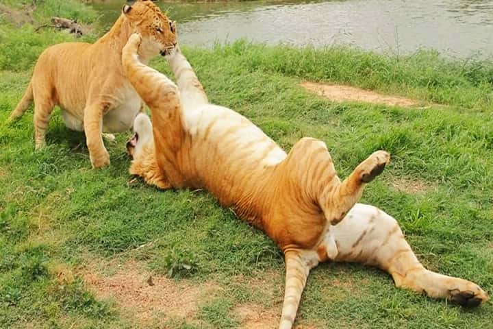 Ligers are social big cat and love socialization.
