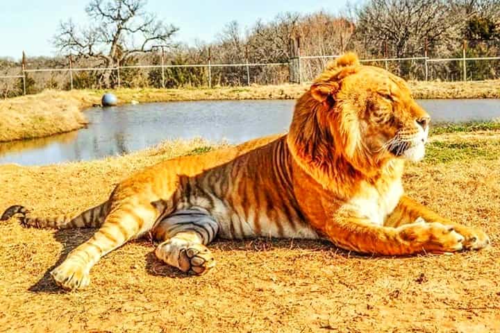 Male ligers have beautiful trimmed mane around their necks.