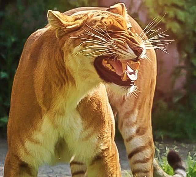 Male ligers scent mark their territories i.e., enclosures.