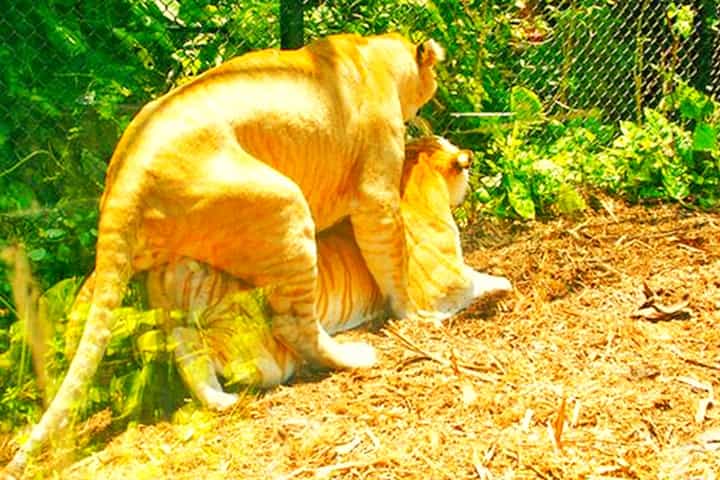 Male Ligers are sexualy very active.