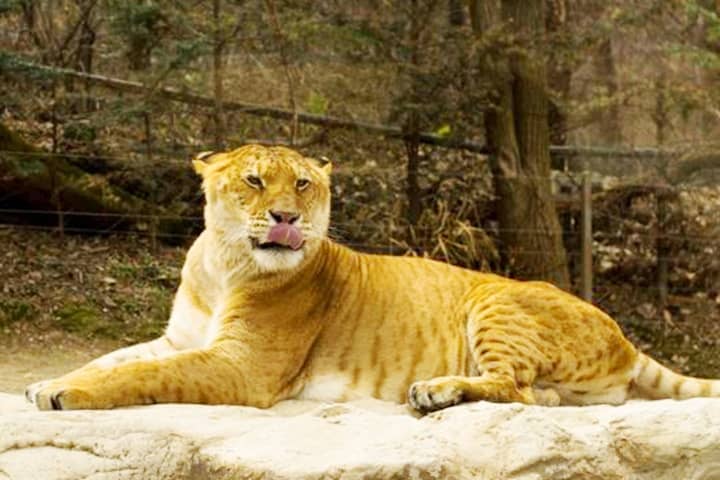 More than 50 zoos in the world have ligers.