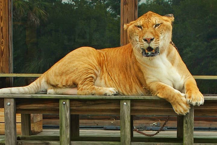 Myrtle Beach Safari is most famous for ligers in the world.