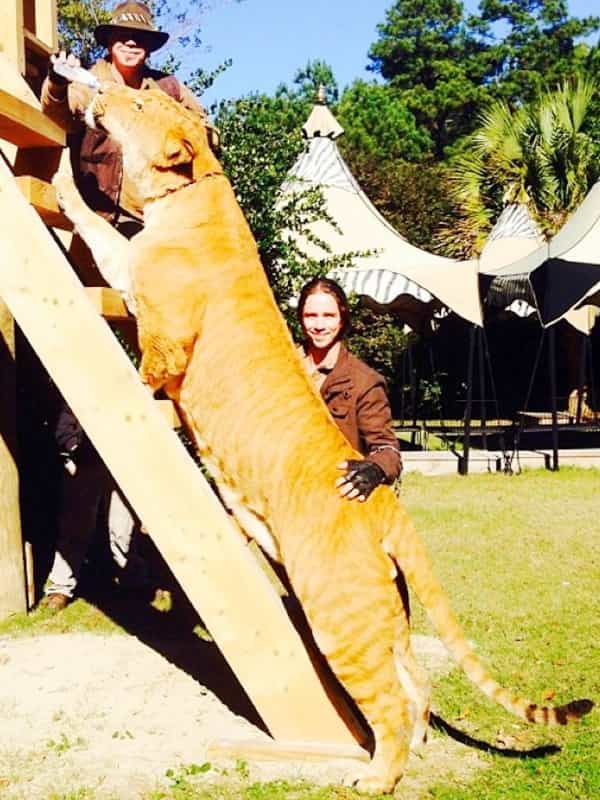 Myrtle Beach Safari has been rearing ligers since 1980s