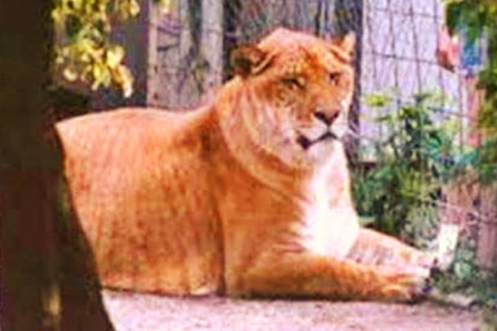 Nook is the heaviest liger ever weighing 550 kg (1213 Pounds).