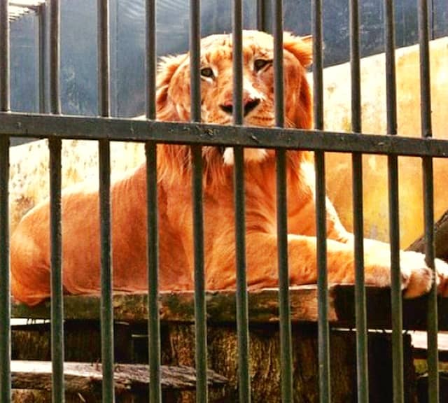 A man named Patrick Hoctor used to own 7 ligers at its private facility in 1990s.