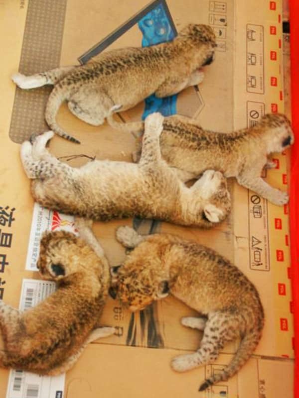 Quintuplet Liger Cubs is a world record in China