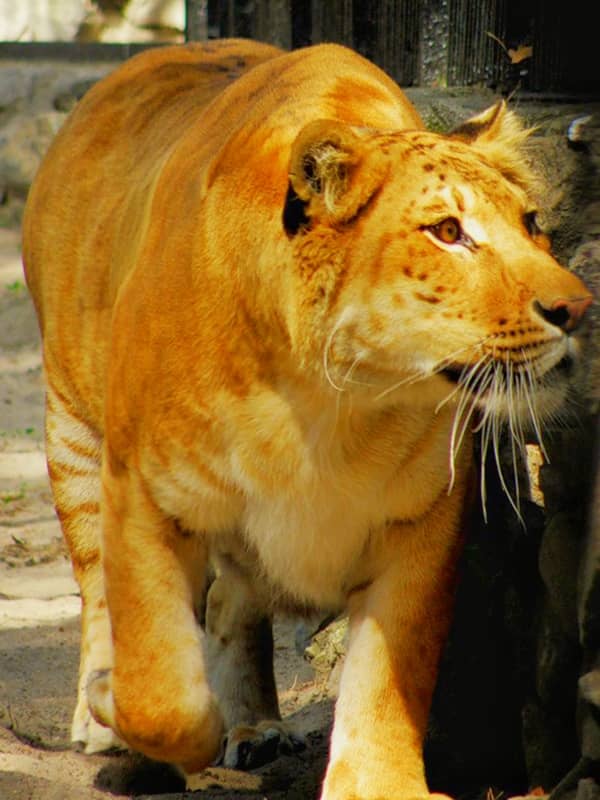 Ligers have no scientific name but they are denoted as P. leo♂ × P. tigris♀