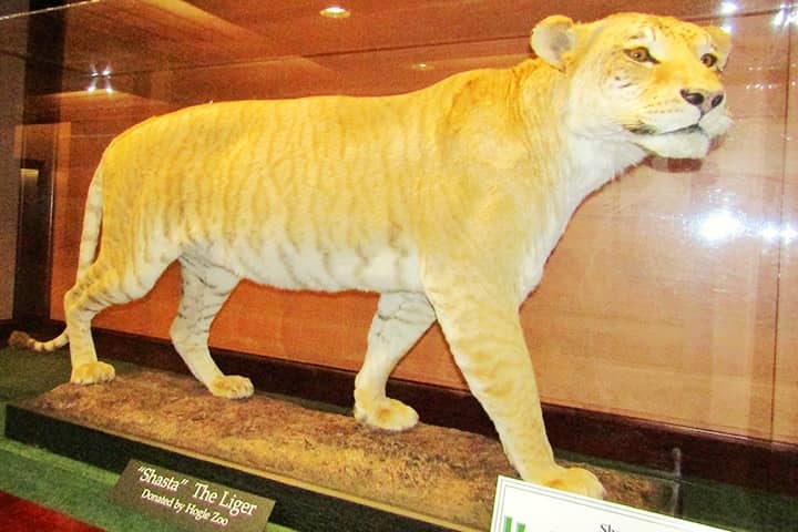 Shasta the liger lived for 24 years which is the longest ever age of a liger.