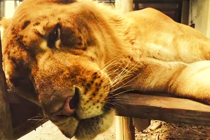 Taiwan has banned breeding ligers