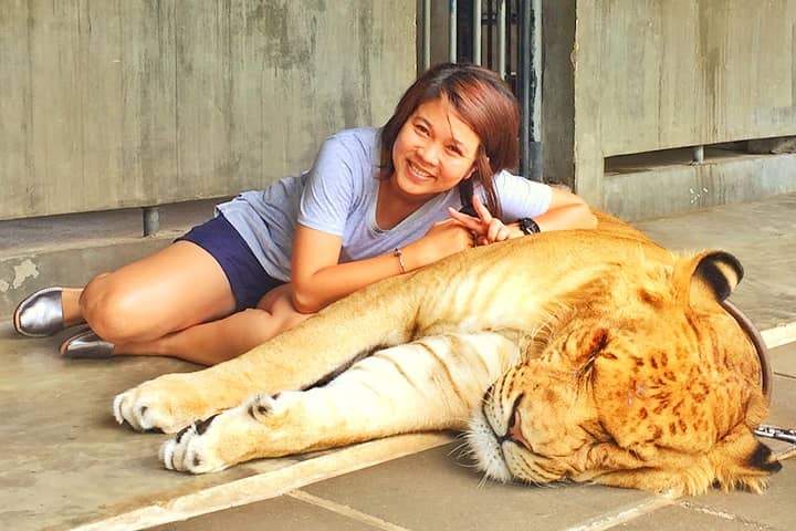 In Thailand you can touch a fully grown liger.