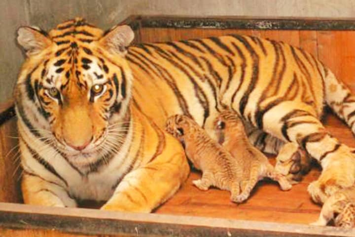 A tigress in China has given birth to 12 liger cubs which is a world record.
