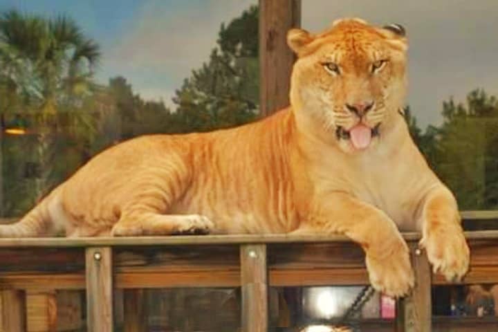 USA has most numbers of ligers.