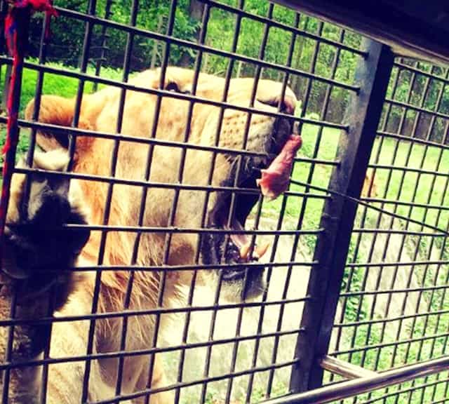 Visitors feeding meat to a liger.