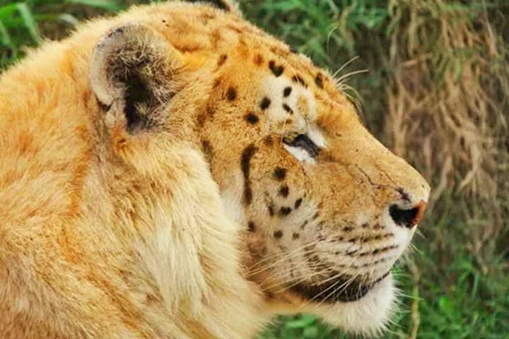 The world's first tiliger still lives at Wynnewood Zoo, Oklahoma, USA.