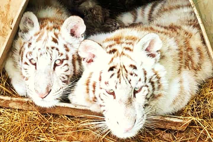 World's first Ti3-ligers were born at Wynnewood Zoo.