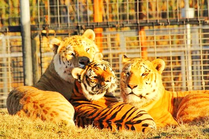 Wynnwood Zoo has ligers, tiligers, liligers and tigons.