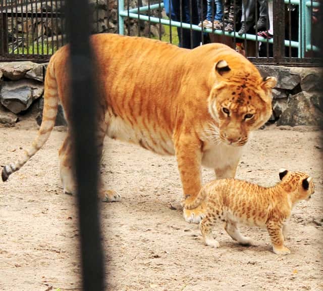 Female Ligers are fertile.