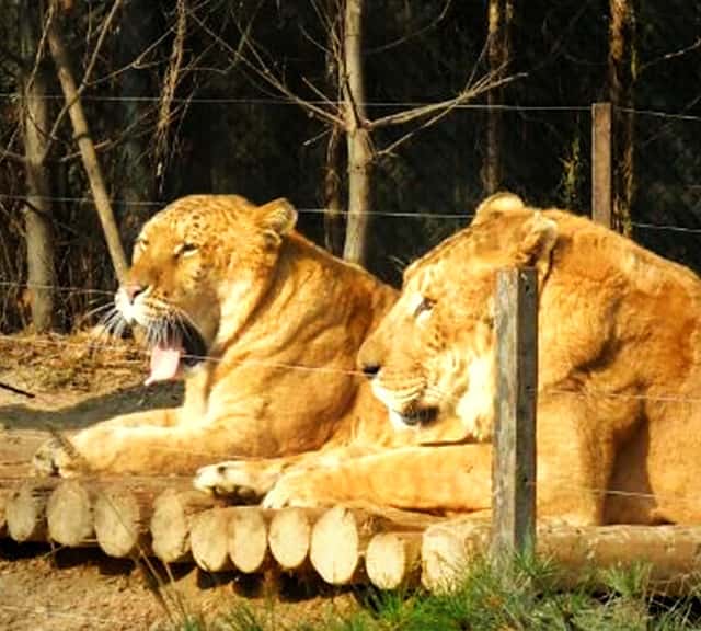 Female Liger vs Male Liger.