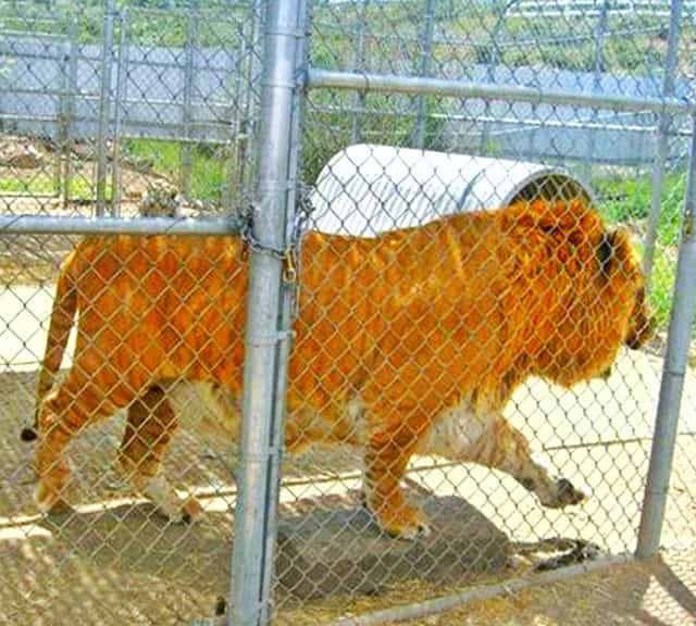 Liger Hobbs Guinness Book of World Records.