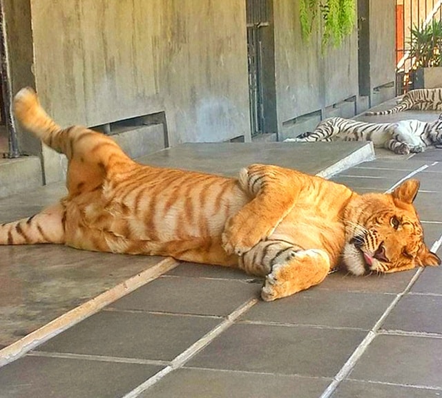 Hua Hin Zoo Liger Enclosure and Facilities. 