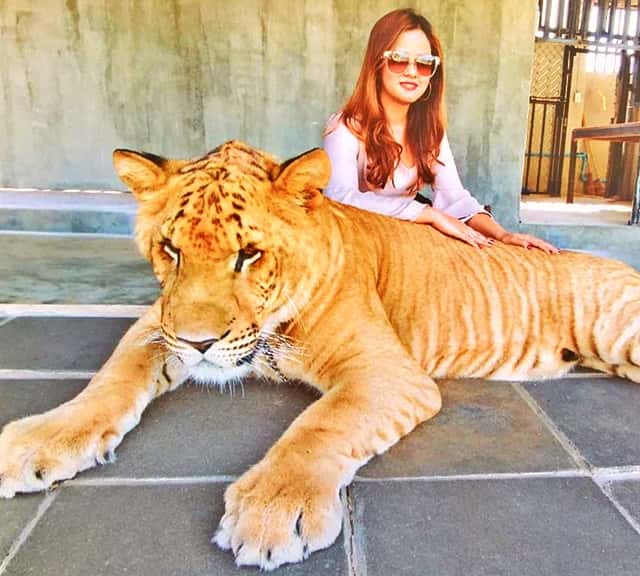 Hua Hin Zoo Liger Popularity in Thailand and Globally.