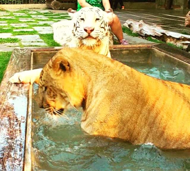 Hua Hin Zoo also has ligers and tigers and other big cats at its premises.