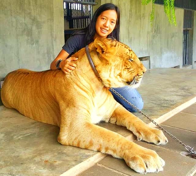 Hua Hin Zoo Liger and visitor interaction.