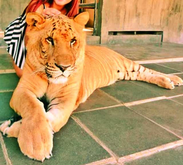 Hua Hin Zoo Female Liger in Thailand.