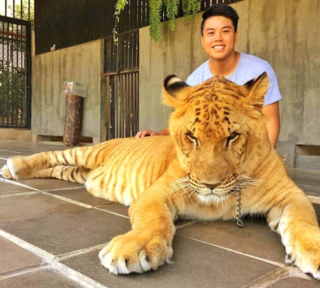 Hua Hin Zoo Liger in Thailand. 