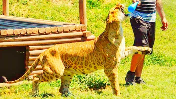 Li-Ligers are the 2nd Generation Hybrid Big Cats.