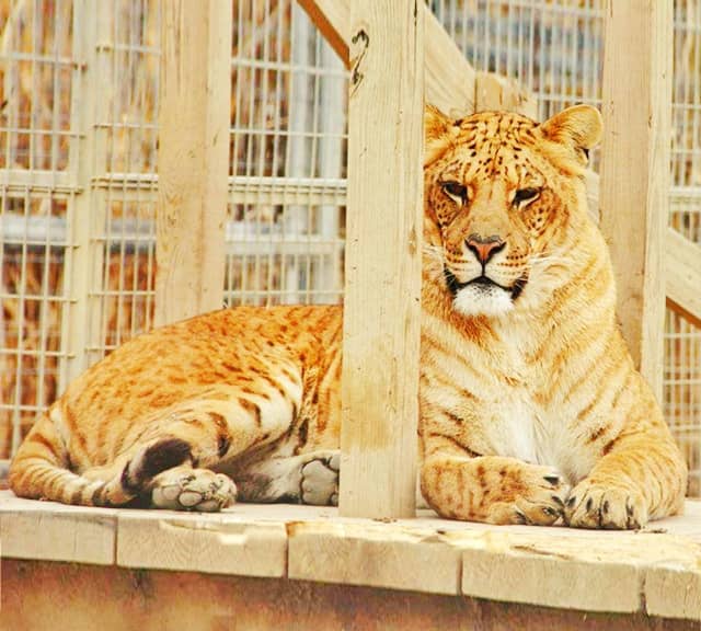 Li3-Ligers are the 3rd Generation Hybrid Big Cats.