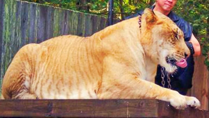 Ligers have 38 chromosomes which make them fertile and free of genetic defects.