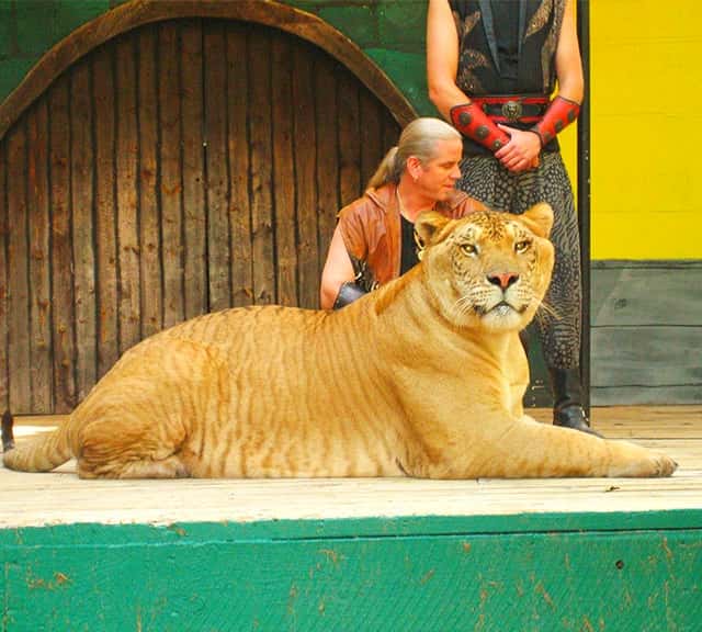 Hybrid Big Cats of 21st Century include ligers, tigons, liligers and tiligers.