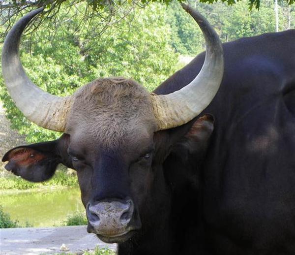 A comparison of Gaur and a  Liger