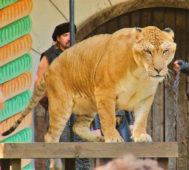 Liger is a hybrid animal resulting from the crossbreeding of a lion and a tigress.