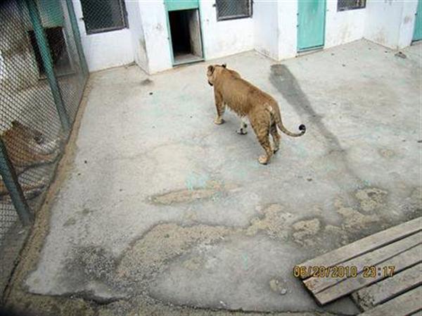 Liger female from China. Female Ligers are smaller in Size. China has a lot of ligers both male and female Ligers.