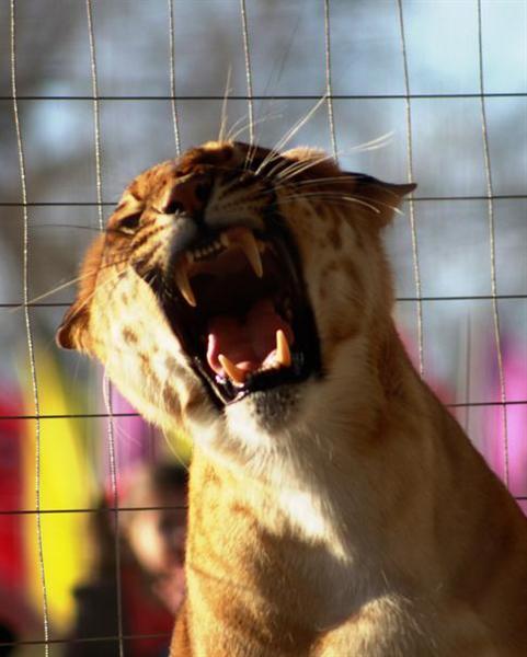 Liger en langue française