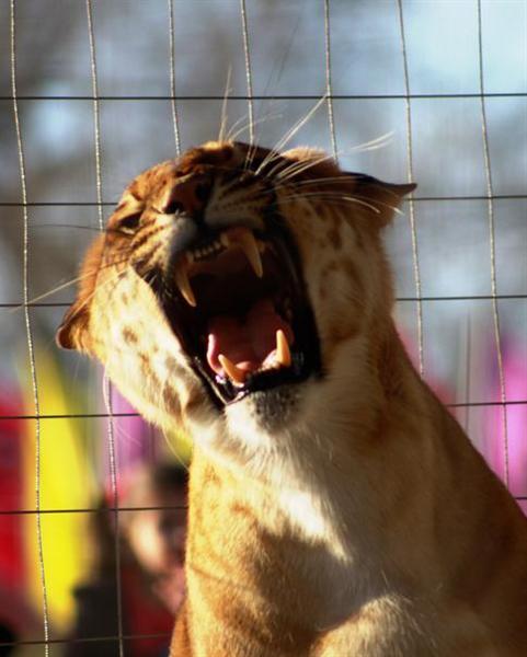 Liger en langue franaise