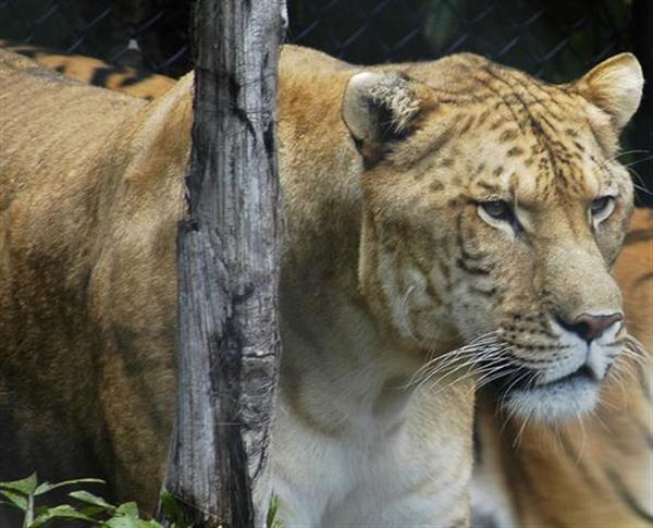 Liger at Gromitz Zoo in Germany.