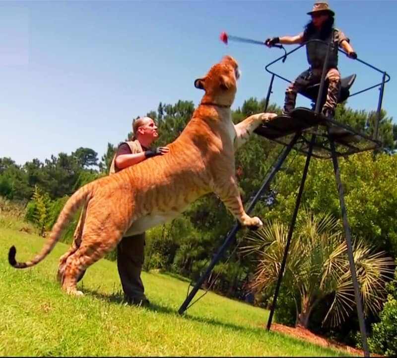 Ligers lack growth inhibiting genes. This allows them to grow huge.