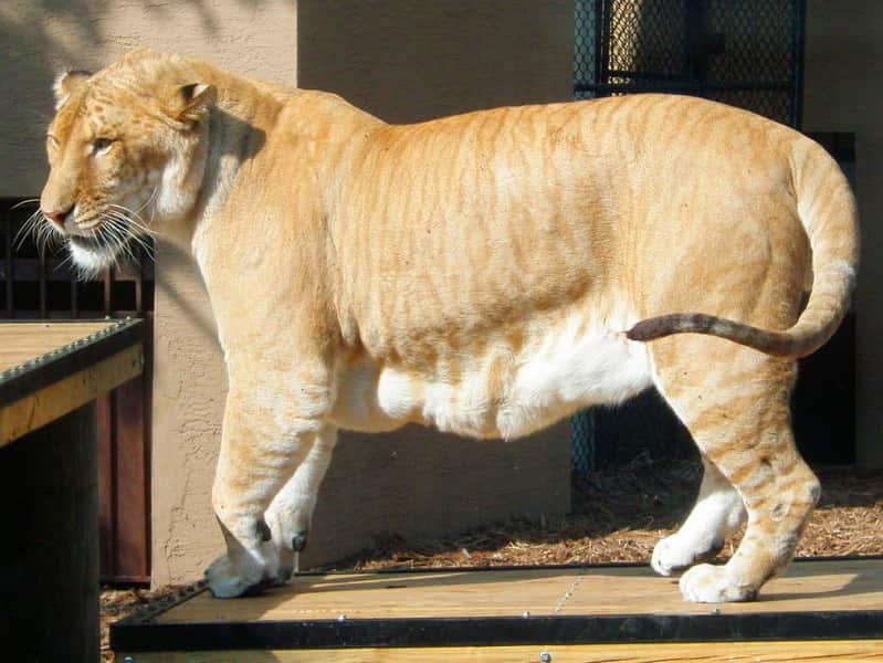The average growth rate of a liger is one pound per day. 