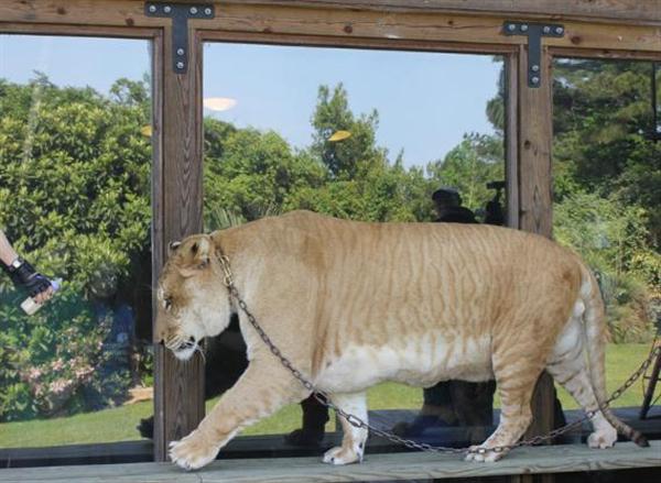 Liger Hercules Skin Stripes. 