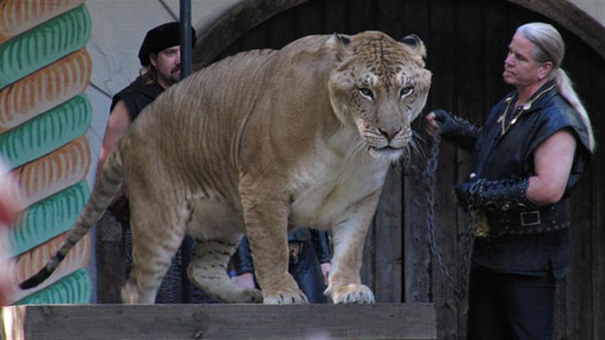 Liger uzbek tilida