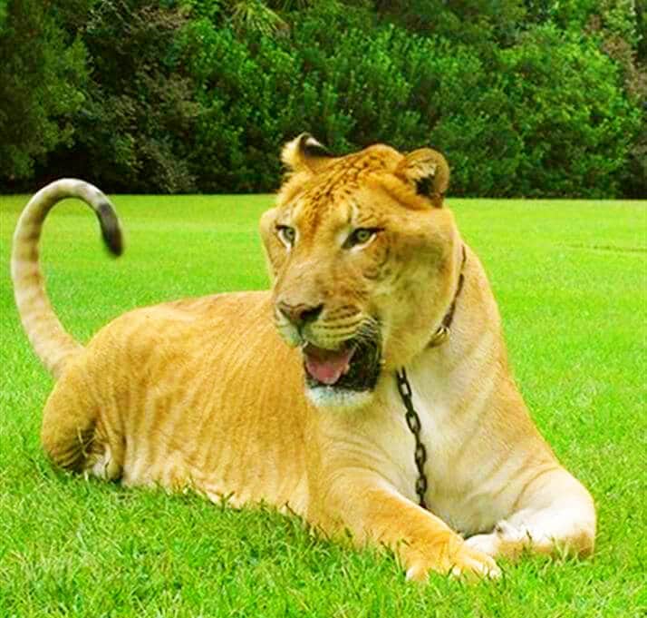 THE LIGER