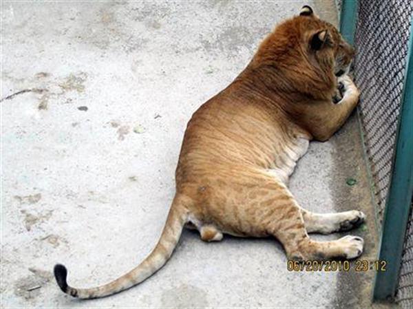 Liger Male from China. Male Ligers in China have a big mane. 
